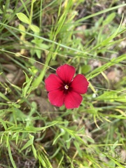 Linum grandiflorum