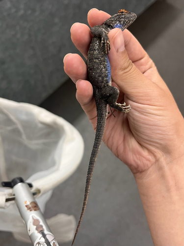 iNaturalist observation photo of Western Fence Lizard