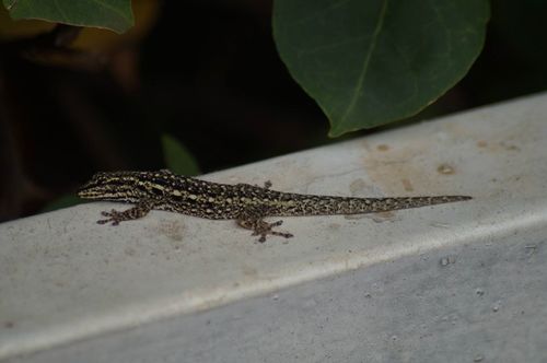 Chevron-throated dwarf gecko