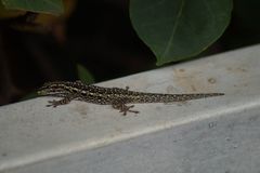Lygodactylus gutturalis