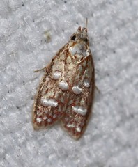 Lophopepla triselena