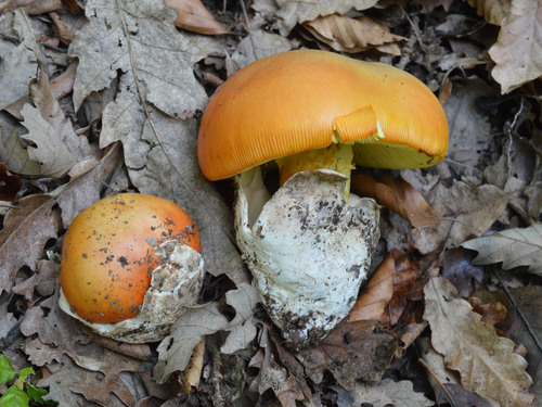 Caesar's Mushroom — Amanita caesarea