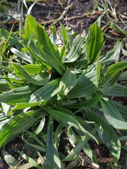 Plantago lanceolata
