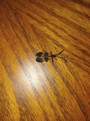 Calopteron discrepans