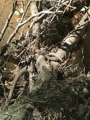 Nerodia sipedon