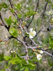 Prunus subcordata