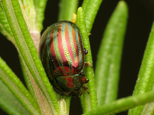 Rosemary beetle