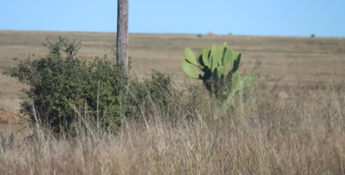 Indian fig opuntia