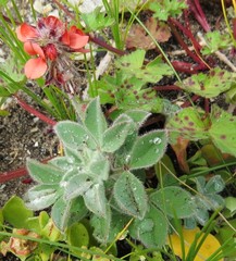 Indigofera tomentosa