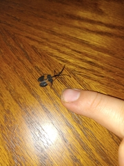 Calopteron discrepans