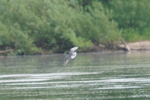 iNaturalist image