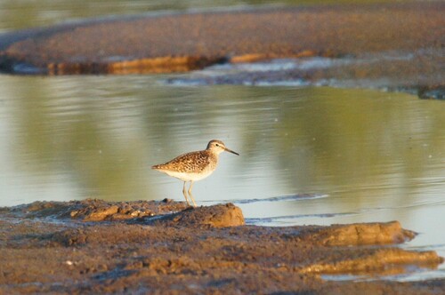 iNaturalist image