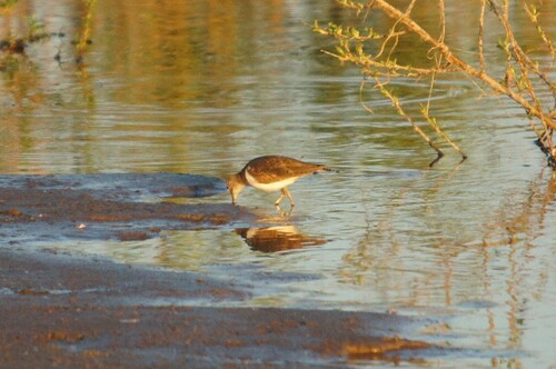 iNaturalist: (c) maxpauel, some rights reserved (CC BY-NC), uploaded by maxpauel iNaturalist image