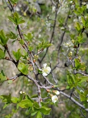 Prunus subcordata
