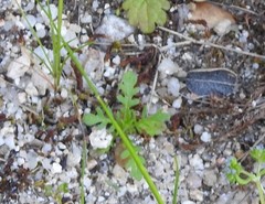 Centranthus calcitrapae
