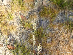 Poa bulbosa