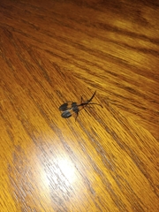 Calopteron discrepans