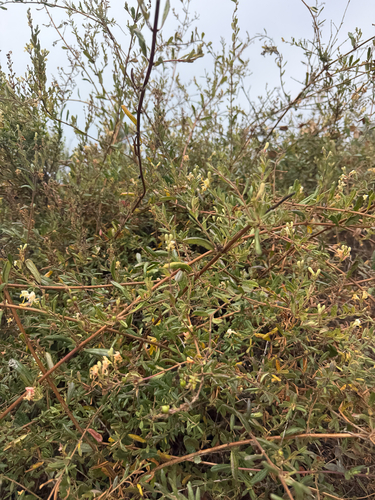 iNaturalist observation photo of Southern Honeysuckle