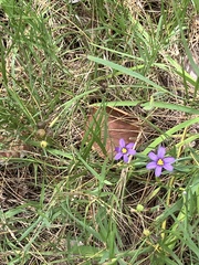 Sisyrinchium bermudiana, photograph author not stated, no rights reserved