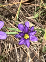 Sisyrinchium bermudiana, photograph author not stated, no rights reserved