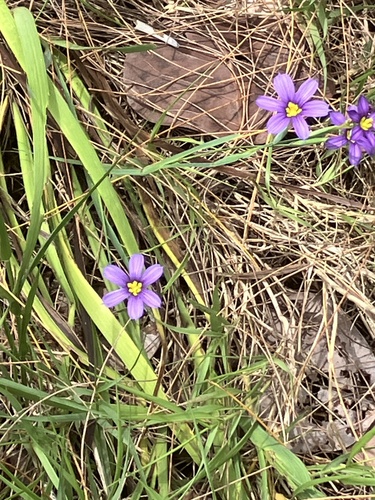 Sisyrinchium bermudiana, photograph 4