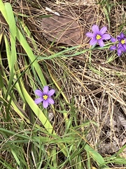 Sisyrinchium bermudiana, photograph author not stated, no rights reserved