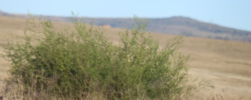 Asparagus laricinus, photograph 4