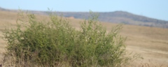 Asparagus laricinus, photograph (c) Tony Rebelo, some rights reserved (CC BY-SA)