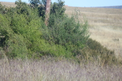 Asparagus laricinus, photograph (c) Tony Rebelo, some rights reserved (CC BY-SA)