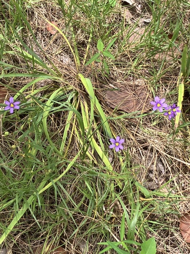 Sisyrinchium bermudiana, photograph 5