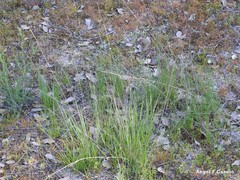Agrostis castellana