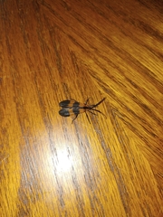 Calopteron discrepans