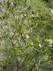 Prunus subcordata