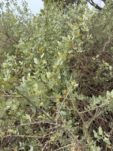 iNaturalist observation photo of big saltbush