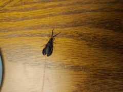 Calopteron discrepans