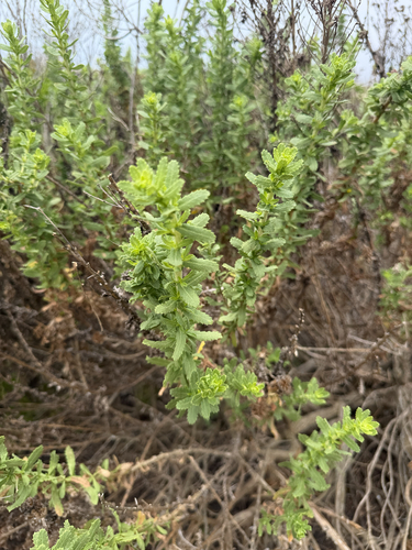 iNaturalist observation photo of Coastal Goldenbush