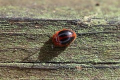 Stenotarsus hispidus