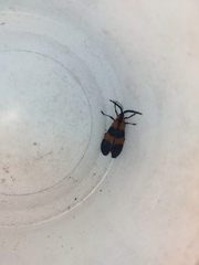 Calopteron discrepans