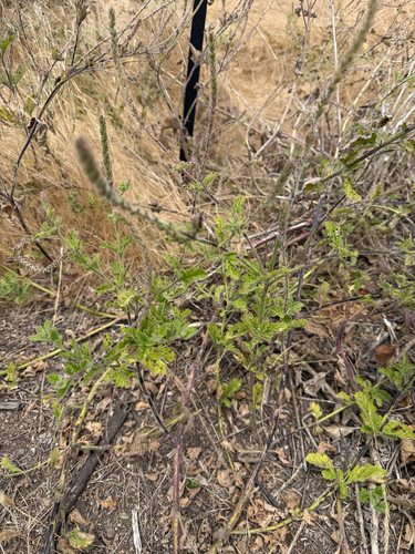 iNaturalist observation photo of western vervain