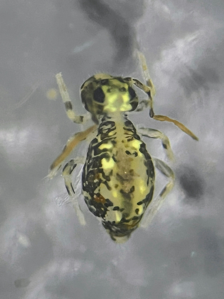 Polykatianna radicula