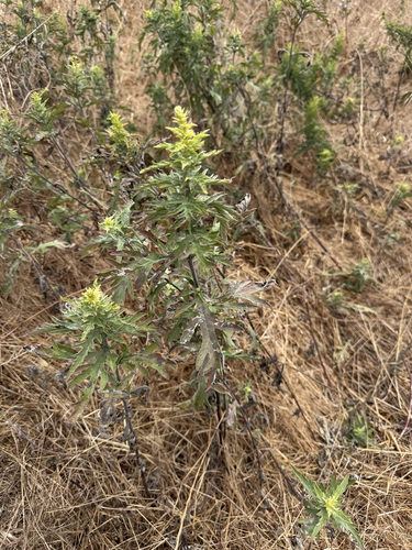 iNaturalist observation photo of western ragweed