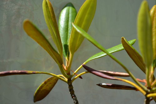 Rhododendron degronianum iNat (3)