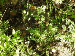 Sanguisorba verrucosa