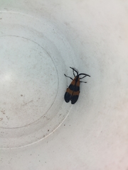 Calopteron discrepans