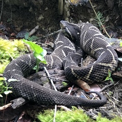 Bothrops jararacussu