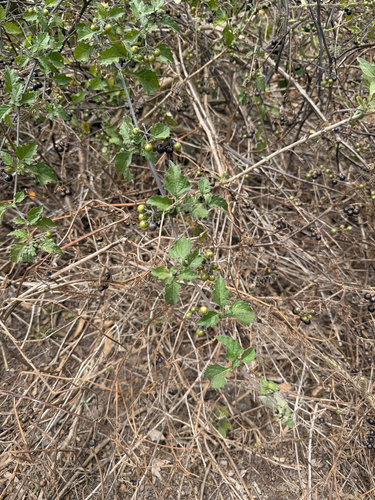 iNaturalist observation photo of greenspot nightshade