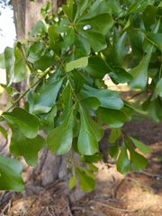 Quercus nigra