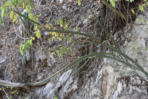 Acanthocereus cuixmalensis, photograph 3