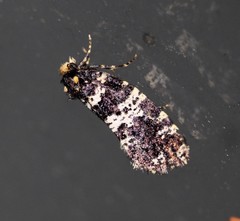 Ardiosteres moretonella