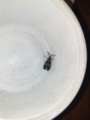 Calopteron discrepans